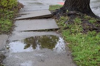 Tree roots damaging sidewalk in Allentown, PA