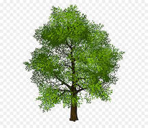 Graphic of mature white oak tree
