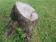 Tree stump in Allentown yard