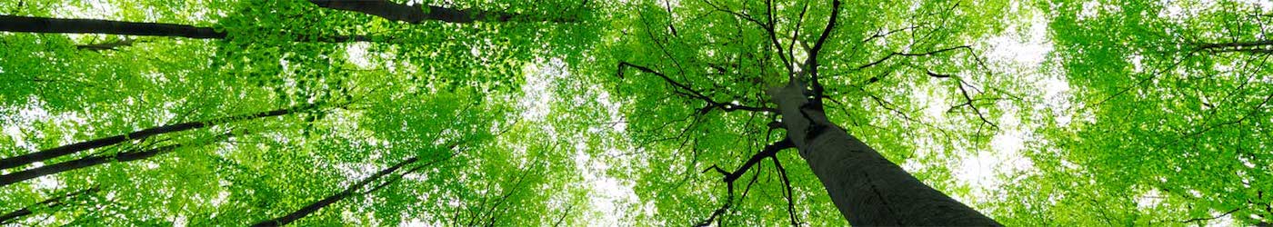 Allentown Tree Service - Canopy