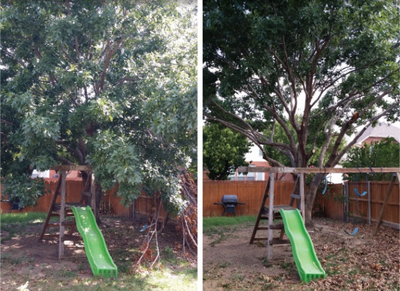 Before/After Tree trimming in Bethlehem