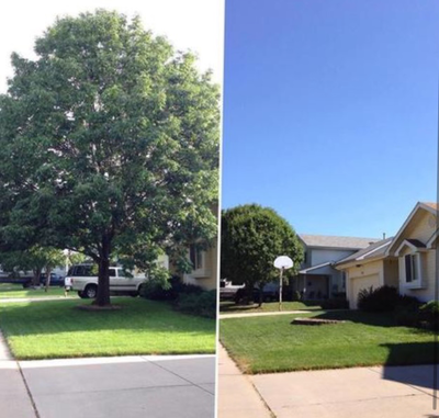 Before/After Tree trimming in Bethlehem, PA