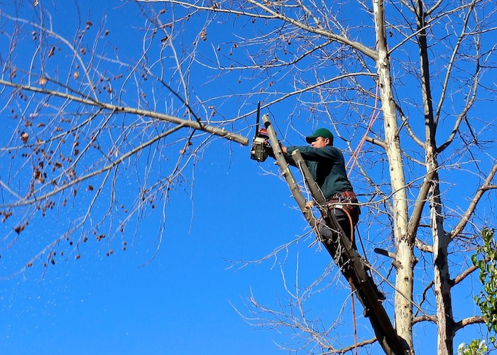Tree trimming services in Bethlehem, PA
